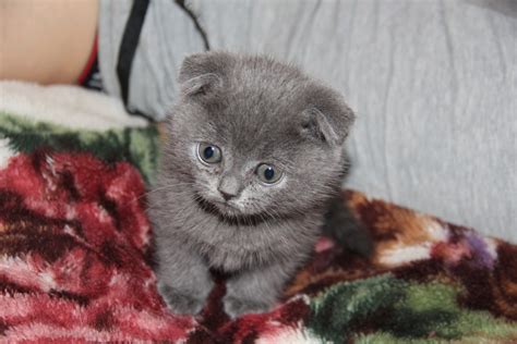 Безплатна снимка : коте, мустаци, сив, гръбначен, шотландски пъти ...