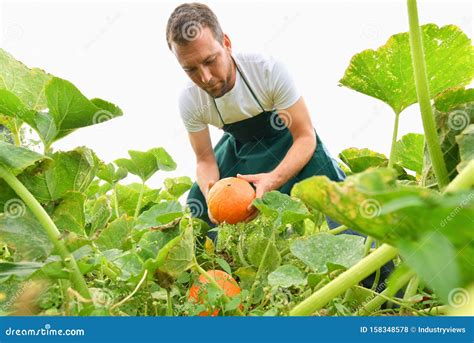 Farmer Harvesting Pumpkins on a Vegetable Field of the Farm Stock Photo ...