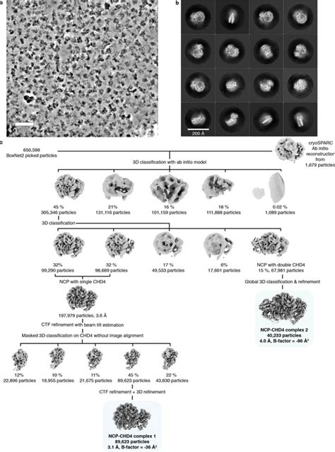 Figures And Data In Nucleosome Chd Chromatin Remodeler Structure Maps