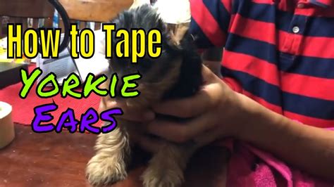 How To Tape Yorkie Ears Emerald Star Yorkies Austin Texas