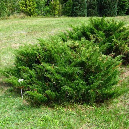 Можжевельник казацкий (Juniperus sabina),купить можжевельник ...
