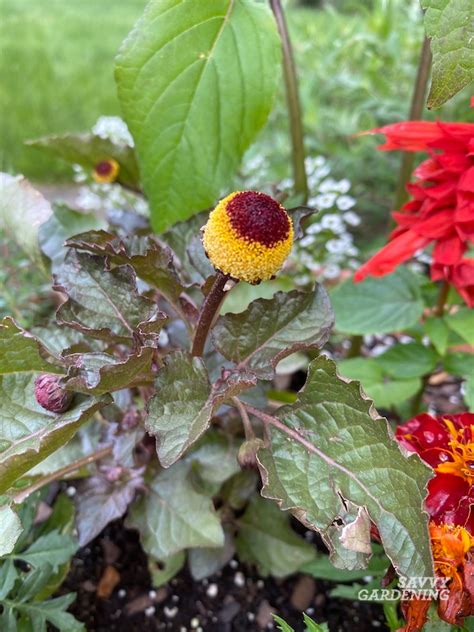 Toothache Plant: A Bizarre Beauty for the Garden