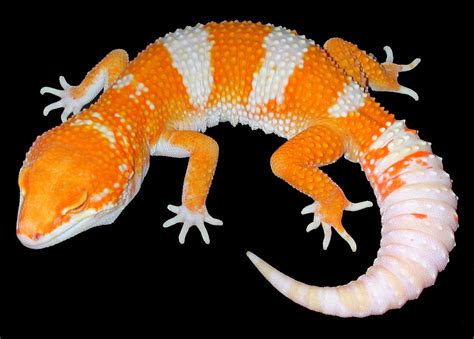 Reptiles, Lizard, Geckos, Animals, Unique, Beautiful, Animales, Animaux ...