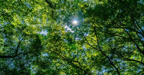 Вольный Обозреватель