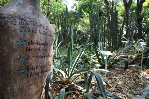 Recuperan especies de flora nativa que ya se habían perdido en Tuxtla