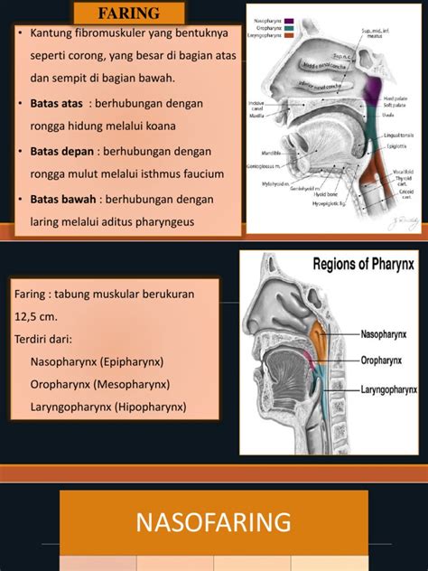 Anatomi Faring Pdf