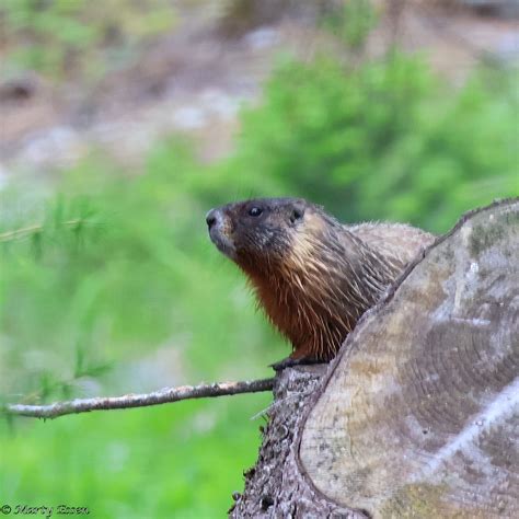 Groundhog calling - Around the World with Marty Essen