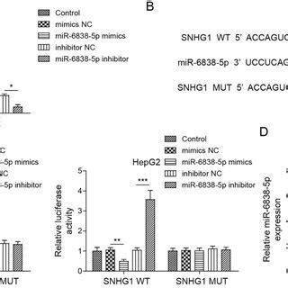 SNHG1 Silencing Repressed The Proliferation Migration And Invasion Of