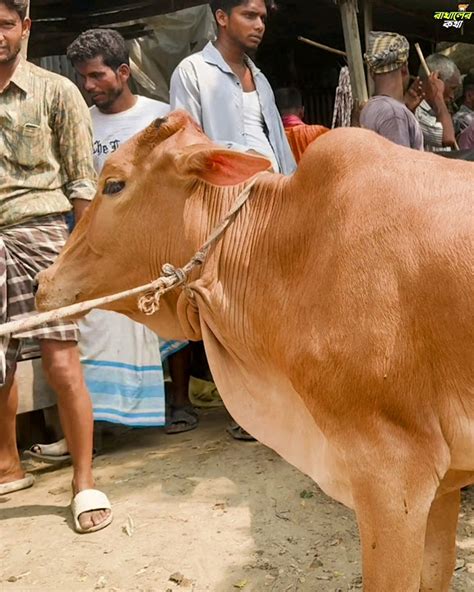 সুন্দর এই লাল গরুটি ৭৮ হাজার টাকায় বিক্রি করবেন এই চাচা হযরতপুর হাট