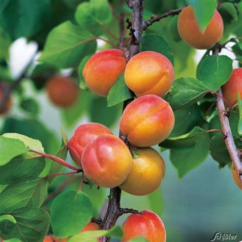 Zwetsche Hanita Prunus Domestica Pflaumen Zwetschen Garten