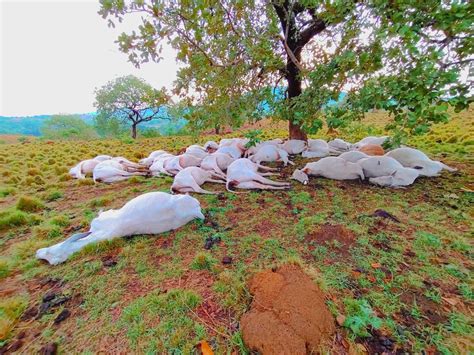 Fotos Mais De Cabe As De Gado S O Atingidas Por Raio E Morrem Em