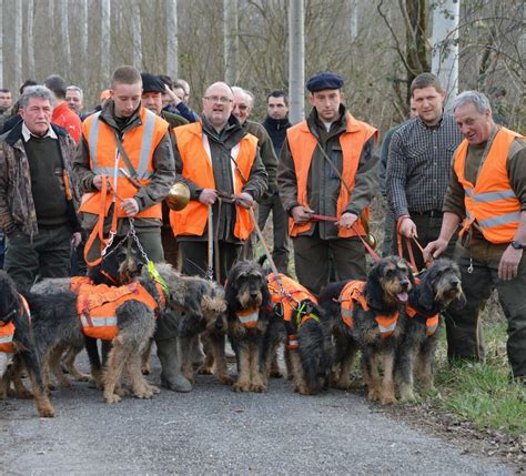 Chindrieux La D Monstration De Chasse Aux Chiens Courants Se Pr Pare