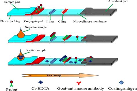 A A Schematic Representation Of The Immunochromatographic Assay B