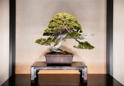 Bonsai Tree Types: A Comprehensive Guide to Varieties - Foliage Friend ...