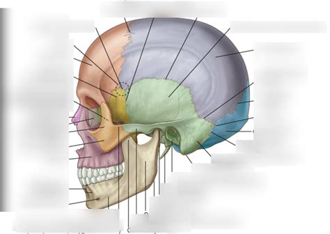 Anatomy Skull Lateral view Diagram | Quizlet