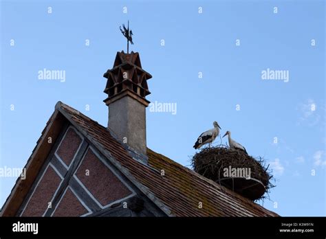 Stork Nest Alsace France Hi Res Stock Photography And Images Alamy