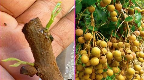 Penanaman Batang Kelengkeng Dengan Tanaman Lidah Buaya Cepat Tumbuh