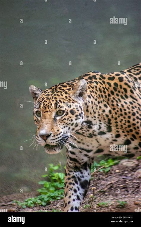 Jaguar eating wild hi-res stock photography and images - Alamy