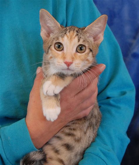 Golden brown, spotted kittens who love to cuddle are debuting for adoption today.