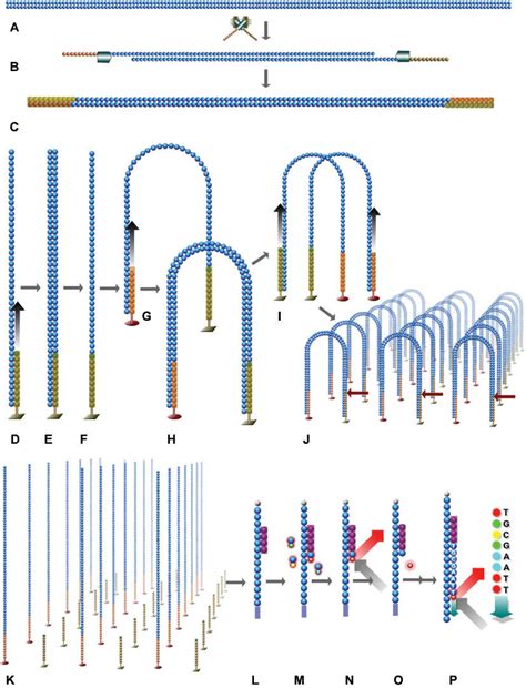 Sequencing By Synthesis Library Prep A Genomic Dna Incubated With