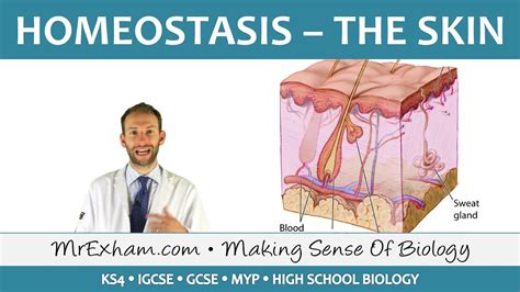 Homeostasis And The Integumentary System Standstory