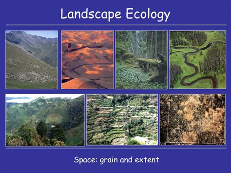 Ppt Spatial Ecology Ii Landscapes Powerpoint Presentation Free