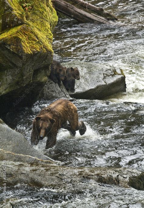 Usa Alaska Inside Passage Mother Grizzly Bear With Cubs In Anan