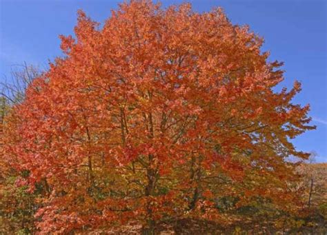 sugar maple green valley nursery llc