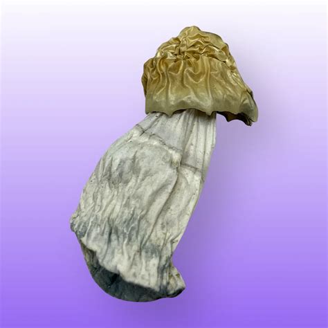 TRUE ALBINO TEACHER - Baked In Bushwick