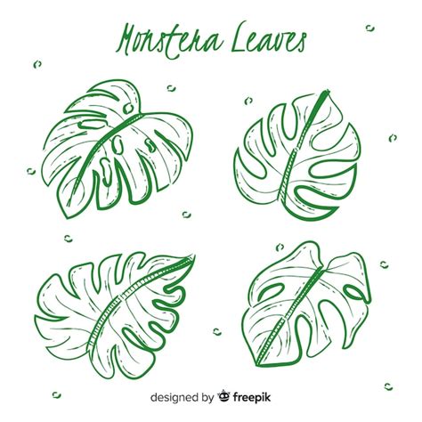 Hojas De Monstera Dibujadas A Mano Vector Gratis