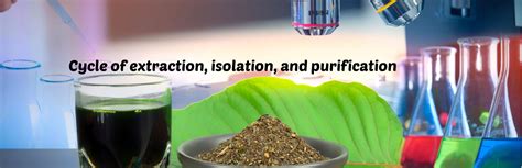 Kratom Extraction Everything You Need To Know