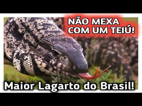 Tei O Maior Lagarto Do Brasil Youtube