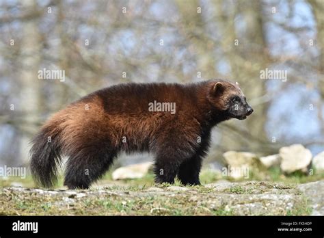 wolverine standing in its natural habitat Stock Photo - Alamy