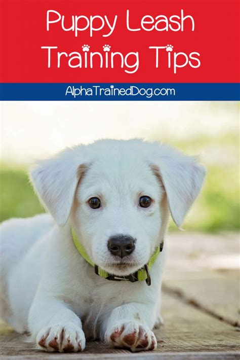 7 Puppy Leash Training Steps - Alpha Trained Dog