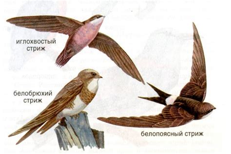 Стрижи: описание, чем питаются, среда обитания, сколько живут