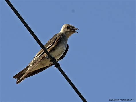 Progne Tapera Brown Chested Martin Andorinha Do Campo Br Flickr