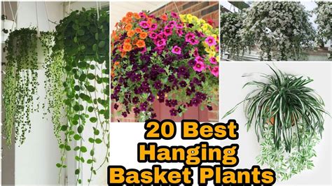 20 Rare Hanging Basket Plants India Full Sun Hanging Basket Plants Shade Loving Hanging