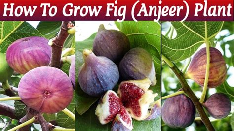 How To Grow Fig Anjeer Plant At Home Grow Anjeer Anjeer Plant