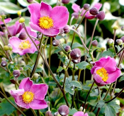 Quelles Vivaces Planter à Lautomne 7 Des Plus Belles Espèces