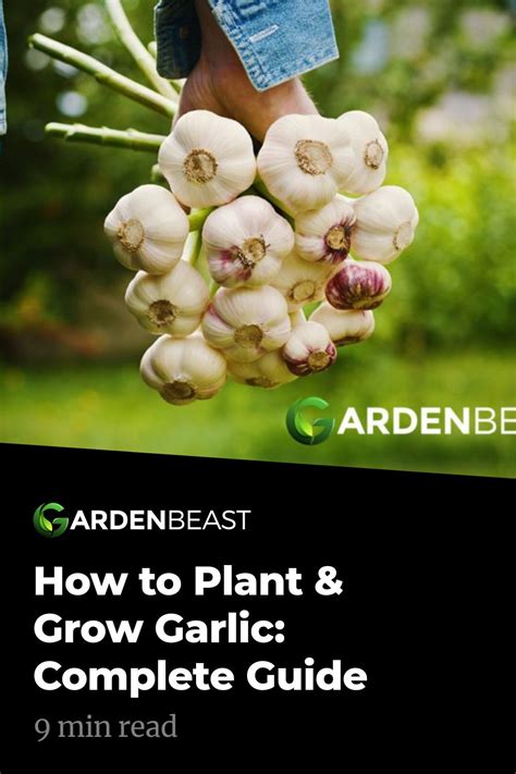 How To Grow Garlic Tips For Planting Growing Complete Guide