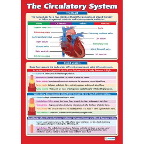 The Circulatory System Poster - Daydream Education