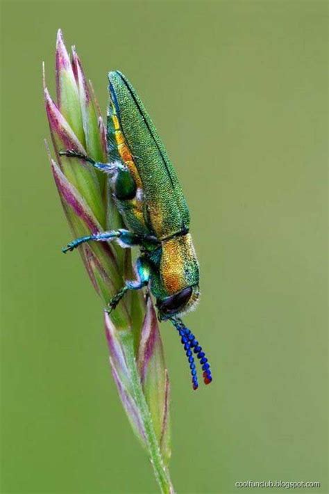 CoolFunClub: Colorful Insects