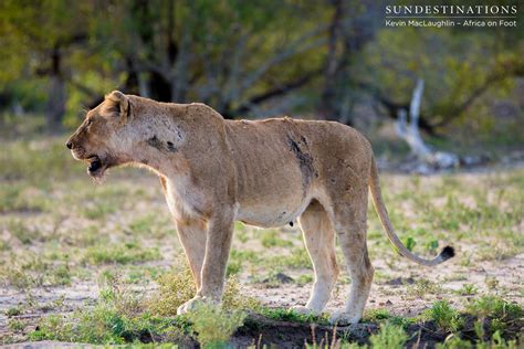 Ross Breakaway Lioness Beaten Up By Hercules Pride