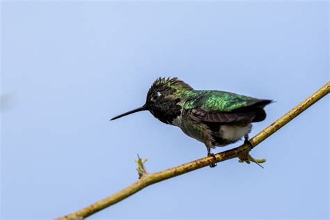 Ebird Checklist Mar Nina Mason Pulliam Rio Salado Audubon