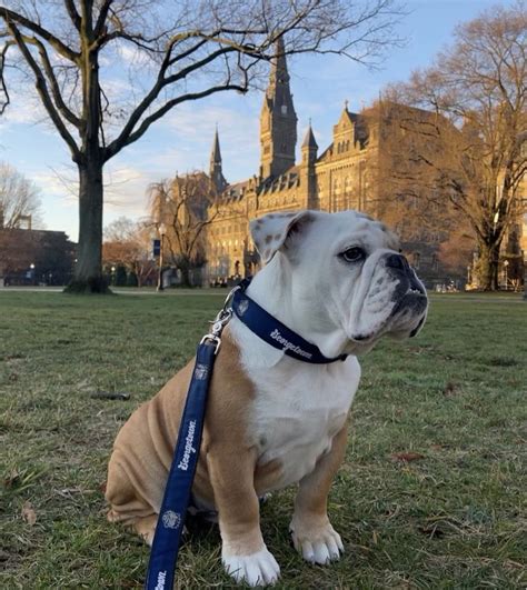 Graduate Urges University to End Live Mascot Tradition – The Hoya