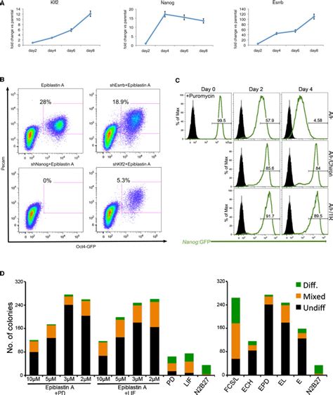 Casein Kinase 1 Inhibition Promotes The Activationmaintenance Of The Download Scientific