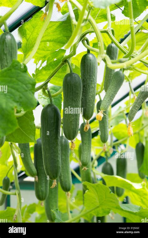 Cucumber fruit hi-res stock photography and images - Alamy