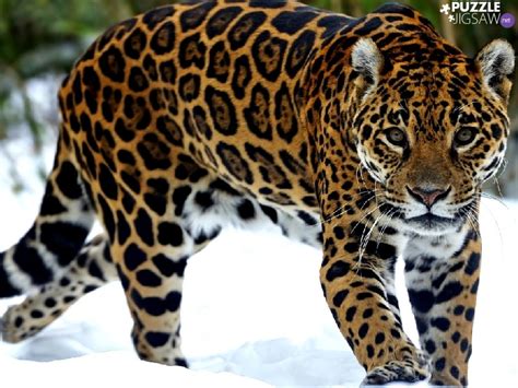 snow, Jaguar - Puzzle jigsaw