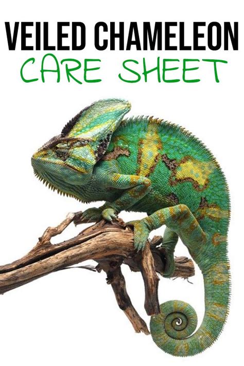 Veiled Chameleon Care Sheet Provided By Reptifiles Artofit