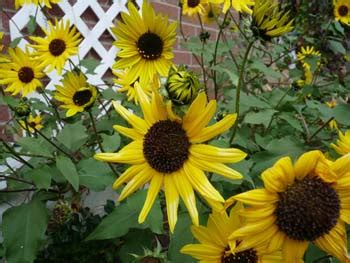 Sunflower Seedling Identification